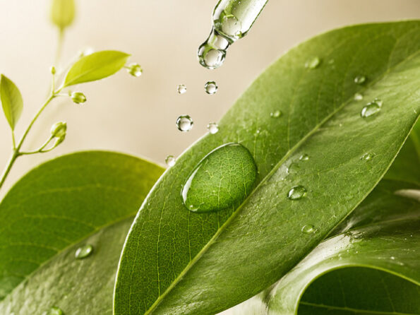 cosmetique origine naturelle botanique