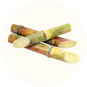 canne à sucre