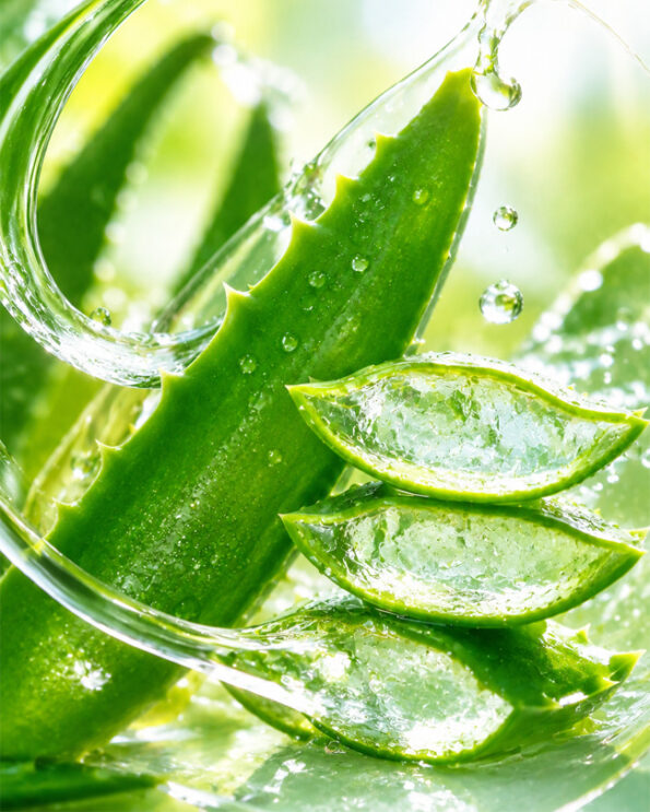 aloe vera