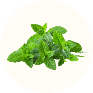 menthe menthe