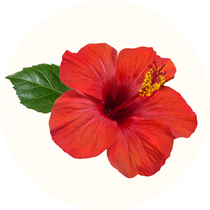 fleur d'hibiscus